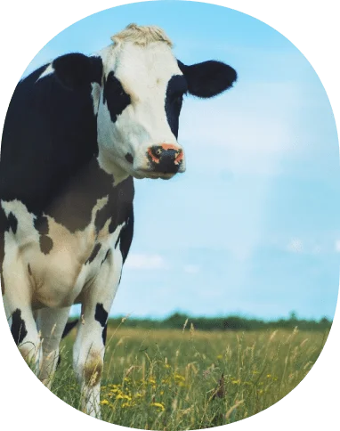 Picture of a cow